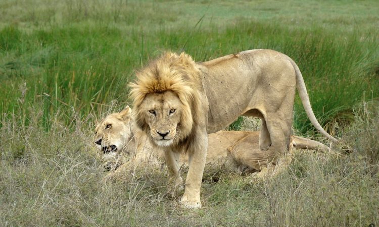 Serengeti