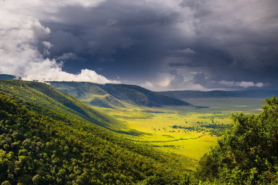 Wildlife Safaris