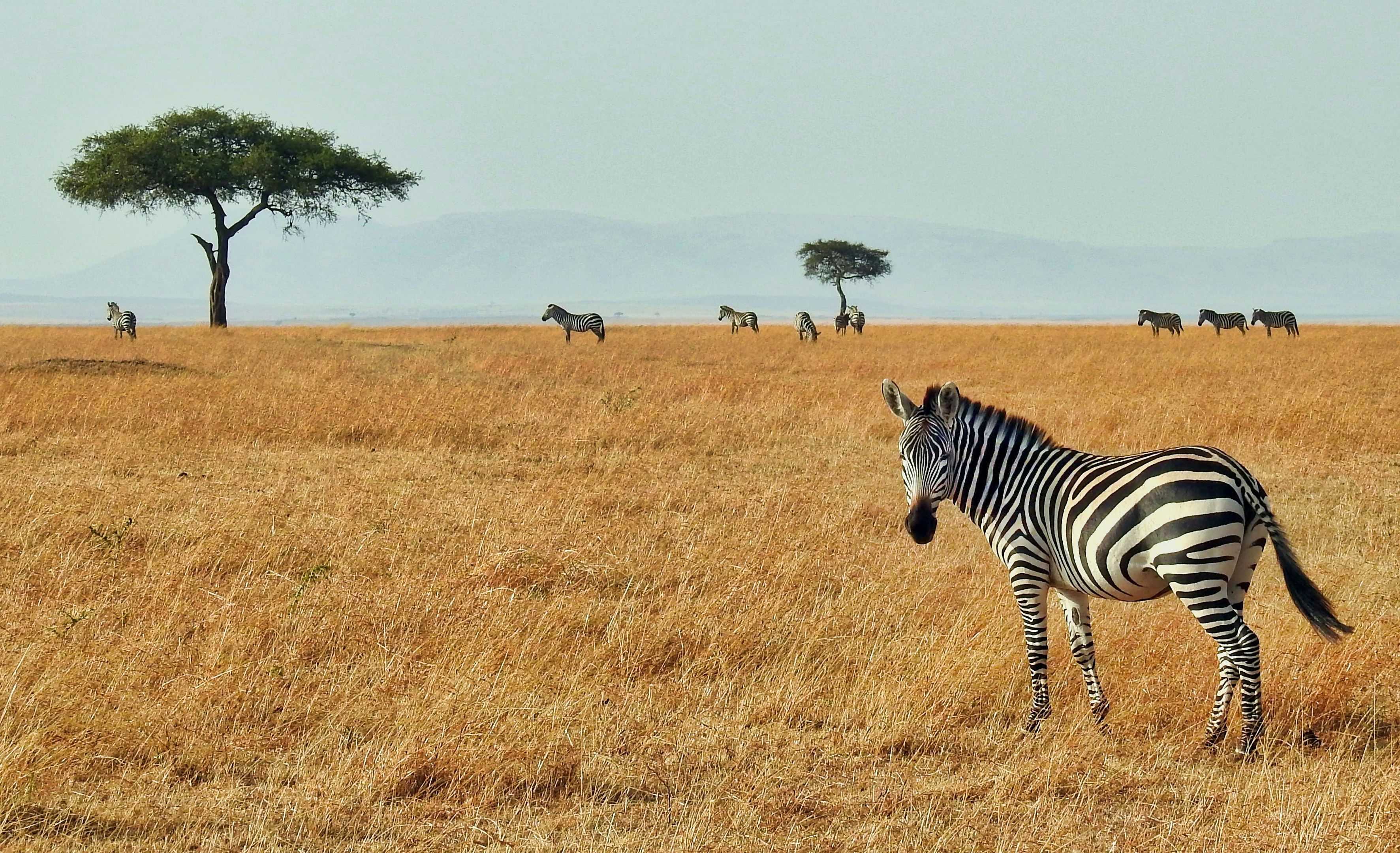 Ngorongoro