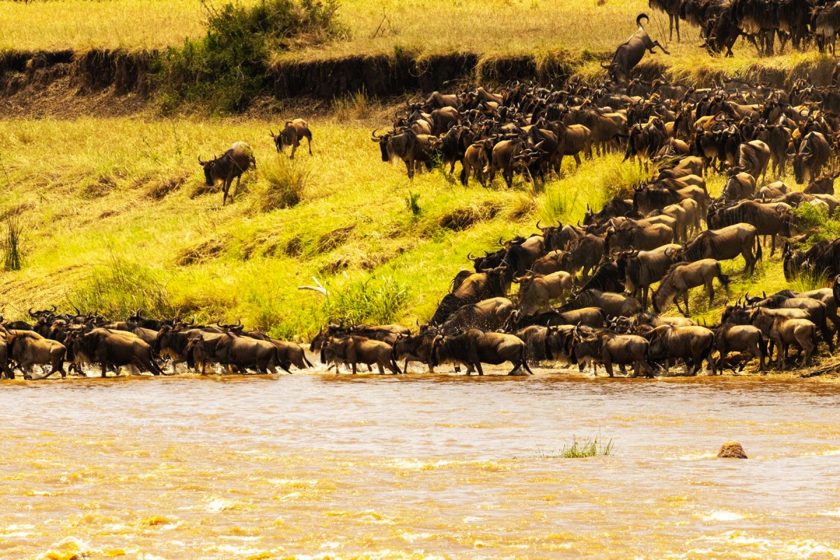 Serengeti