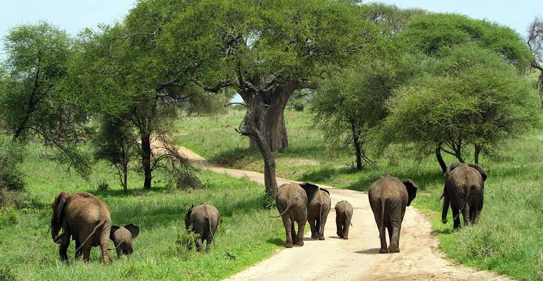 Tarangire Elephants
