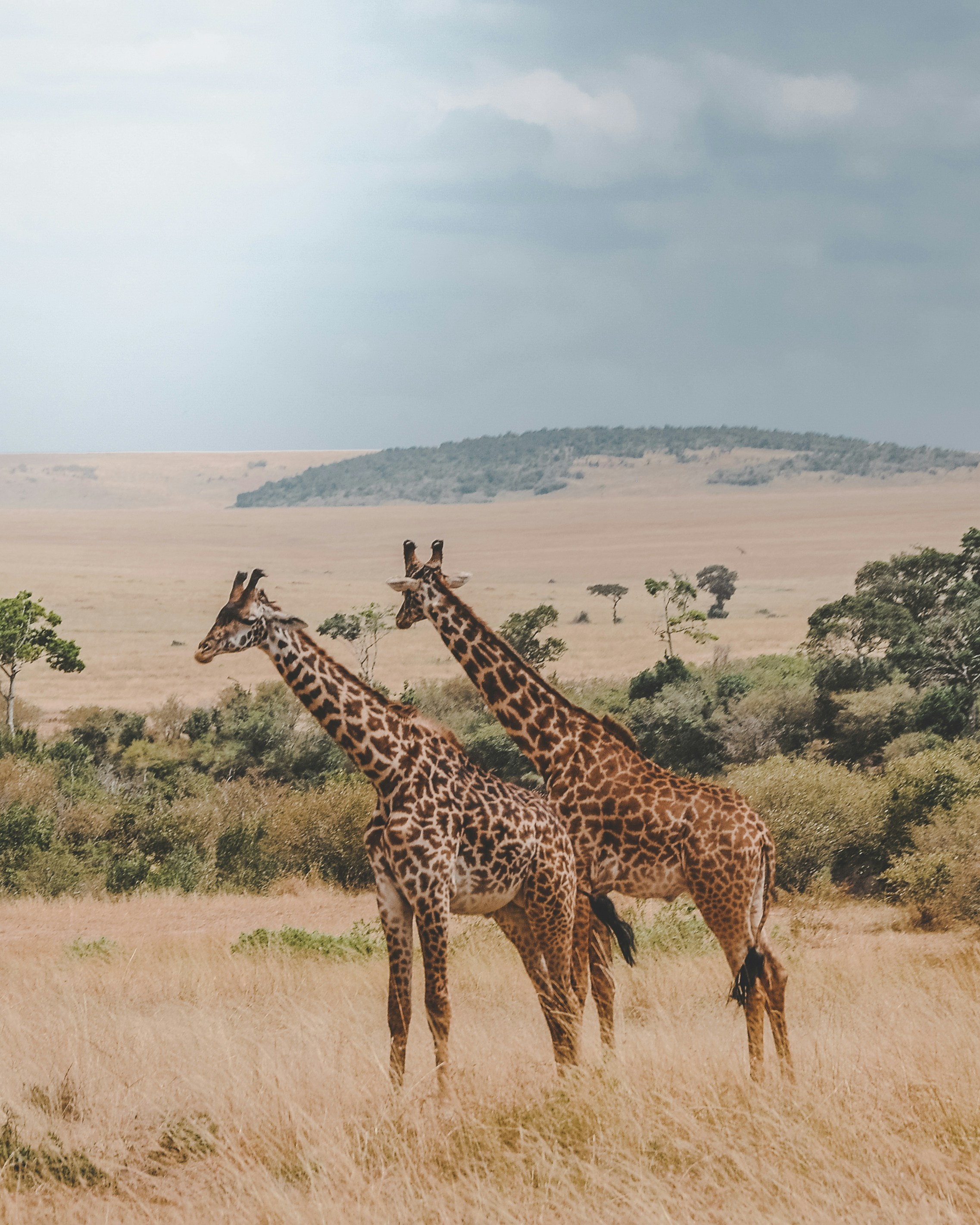 Tarangire